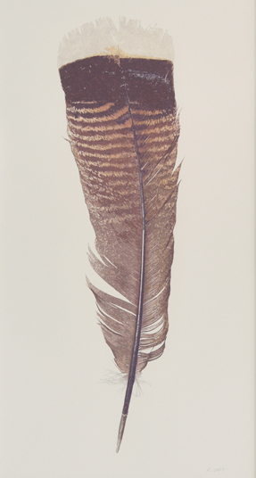 DAVID MICHAEL SCOTT Turkey Feather